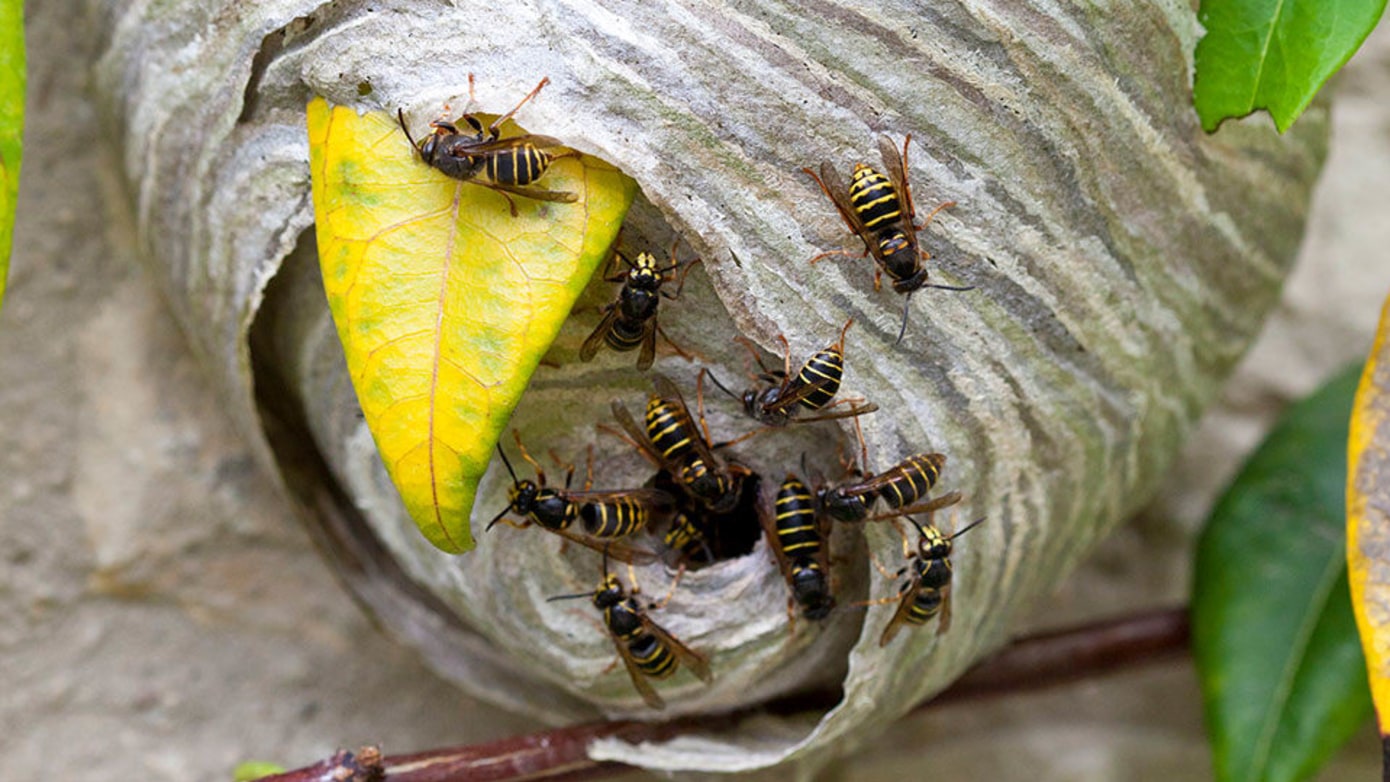 We Can’t Believe We Have to Say This, but Don’t Put Wasp Nest in Your Vagina